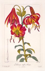 American Turkscap Lily ، 1836 (نقش يدوي)